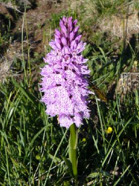 Holiday House in YTRAC (Cantal) or holiday homes and vacation rentals