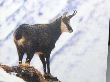 Holiday House in YTRAC (Cantal) or holiday homes and vacation rentals