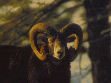 Holiday House in YTRAC (Cantal) or holiday homes and vacation rentals