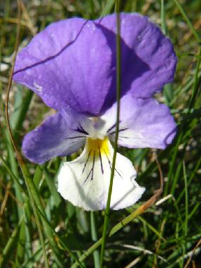 Holiday House in YTRAC (Cantal) or holiday homes and vacation rentals