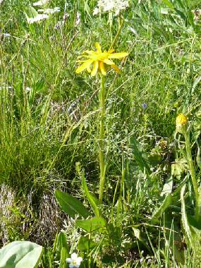 Holiday House in YTRAC (Cantal) or holiday homes and vacation rentals