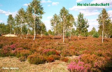 Holiday Apartment in Ueckermnde (Vorpommern) or holiday homes and vacation rentals
