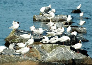 Holiday Apartment in Ueckermnde (Vorpommern) or holiday homes and vacation rentals