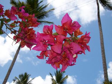 Holiday House in Las Terrenas (Samana) or holiday homes and vacation rentals