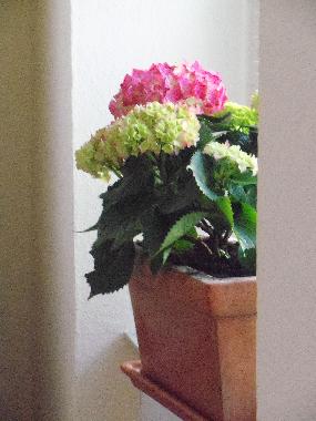 Holiday House in 54347 (Mosel - Saar) or holiday homes and vacation rentals