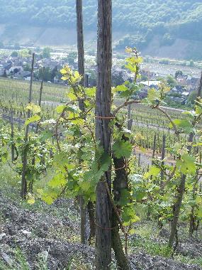 Holiday House in 54347 (Mosel - Saar) or holiday homes and vacation rentals