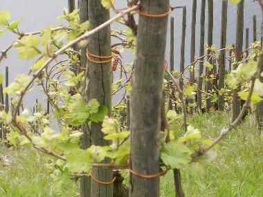 Holiday House in 54347 (Mosel - Saar) or holiday homes and vacation rentals
