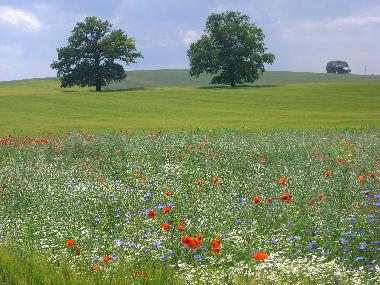 Holiday House in Bansow (Mecklenburgische Seenplatte) or holiday homes and vacation rentals