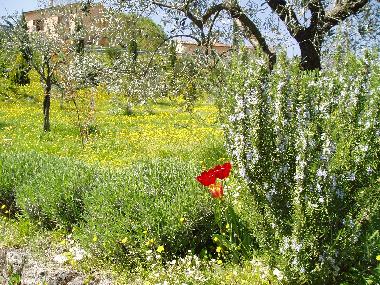 Holiday Apartment in Bagni San Filippo (Siena) or holiday homes and vacation rentals