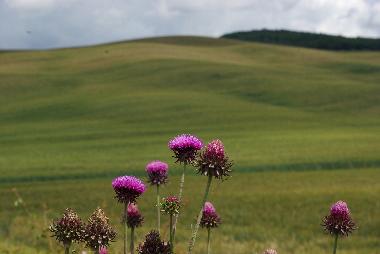 Holiday Apartment in Bagni San Filippo (Siena) or holiday homes and vacation rentals