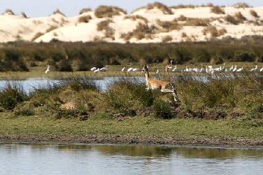 Holiday Apartment in pilas (Sevilla) or holiday homes and vacation rentals