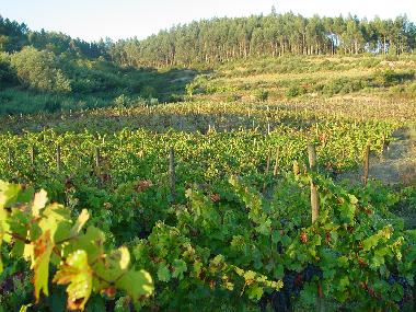 Holiday Apartment in Torredeita (Do-Lafes) or holiday homes and vacation rentals