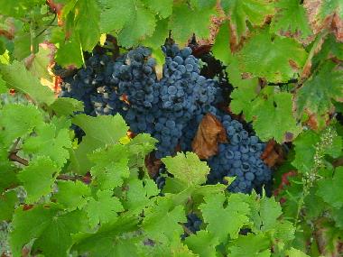 Holiday Apartment in Torredeita (Do-Lafes) or holiday homes and vacation rentals