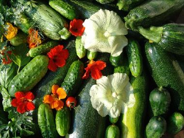 Holiday Apartment in Ostrzyce  (Pomorskie) or holiday homes and vacation rentals