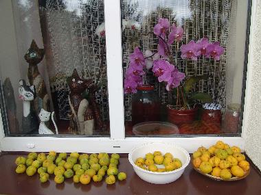 Holiday Apartment in Ostrzyce  (Pomorskie) or holiday homes and vacation rentals