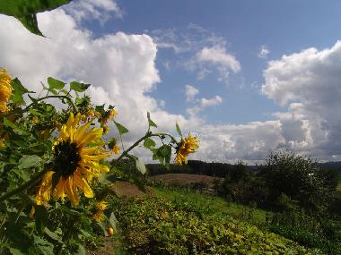 Holiday Apartment in Ostrzyce  (Pomorskie) or holiday homes and vacation rentals