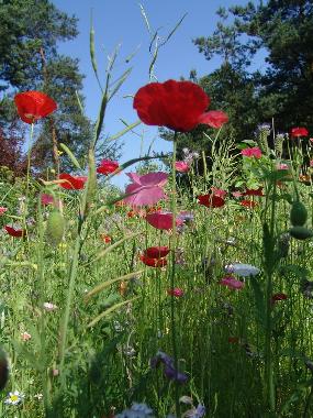 Holiday Apartment in Ostrzyce  (Pomorskie) or holiday homes and vacation rentals