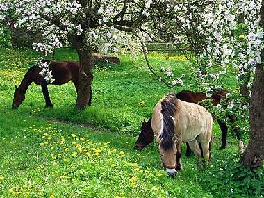 Holiday Apartment in Kittlitz (Herzogtum Lauenburg) or holiday homes and vacation rentals