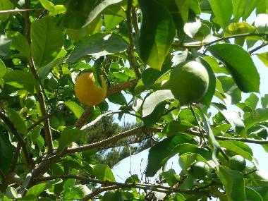 the lemon tree