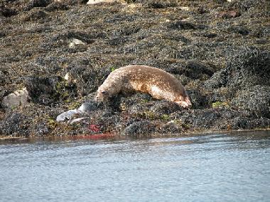 Holiday House in Eyeries (Cork) or holiday homes and vacation rentals