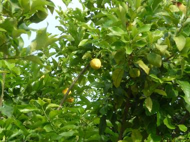 Holiday House in San Pietro in Bevagna (Taranto) or holiday homes and vacation rentals