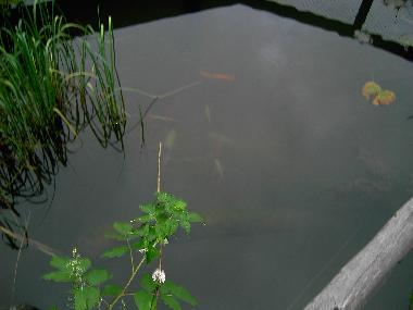 Holiday Apartment in Kleinarl (Pinzgau-Pongau) or holiday homes and vacation rentals