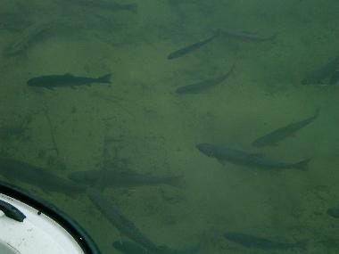 Holiday Apartment in Kleinarl (Pinzgau-Pongau) or holiday homes and vacation rentals