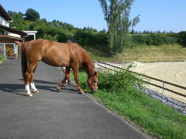 Holiday Apartment in Herborn (Lahn-Dill) or holiday homes and vacation rentals