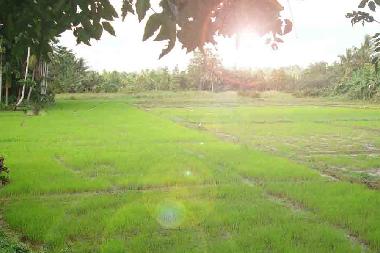 Paddy Field View