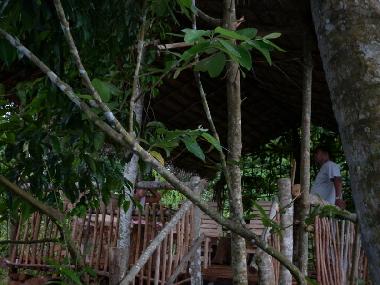 Bird Watching Tree-House