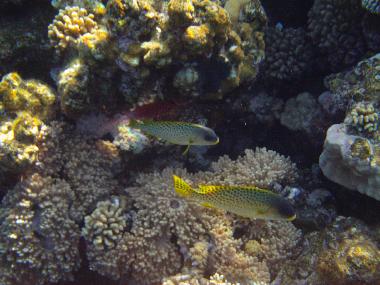 Holiday Apartment in Sharm El Sheikh (Shamal Sina') or holiday homes and vacation rentals