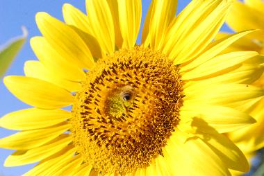 Holiday House in Todi (PG) (Perugia) or holiday homes and vacation rentals