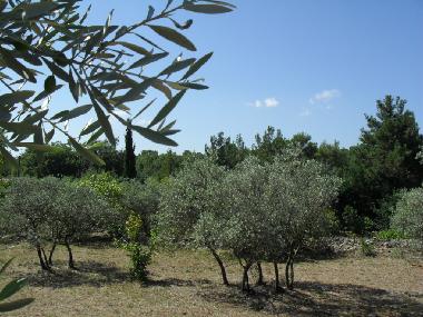 Woodland with olive tree