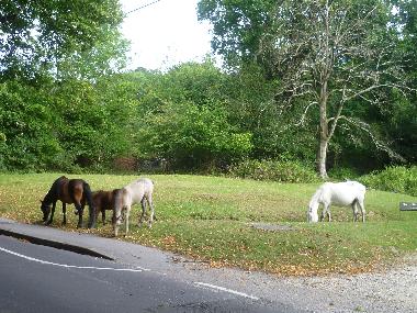 Ponies in new forest