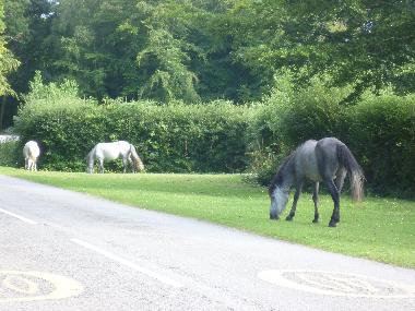 Ponies in new forest