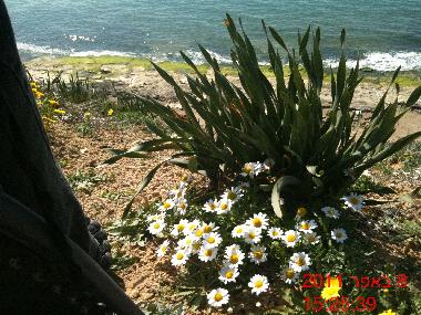 Bed and Breakfast in TEL AVIV (Tel Aviv) or holiday homes and vacation rentals