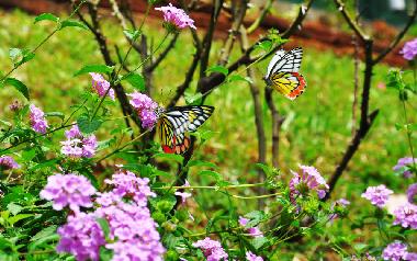 Villa in Kandy (Kandy) or holiday homes and vacation rentals