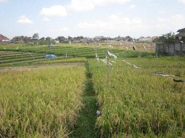 view over the bordering rice fields