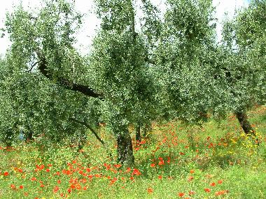 Holiday Apartment in Sperlonga  (Latina) or holiday homes and vacation rentals