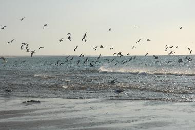 Holiday Apartment in AYAMONTE (Huelva) or holiday homes and vacation rentals