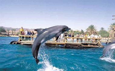 Dolphin Apartments