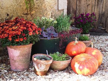 More from the veggie and herb garden
