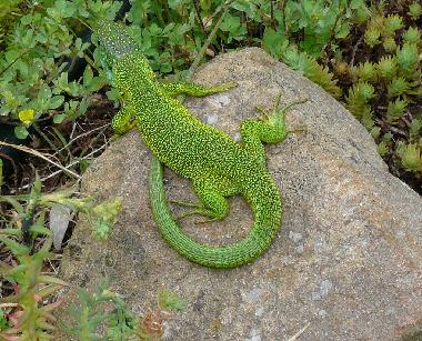 Holiday Apartment in Montevarchi (Arezzo) or holiday homes and vacation rentals