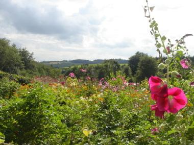 Holiday Apartment in Amel (Wallonia) or holiday homes and vacation rentals