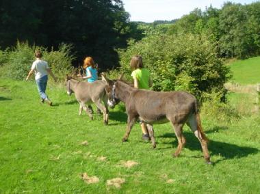 Holiday Apartment in Amel (Wallonia) or holiday homes and vacation rentals