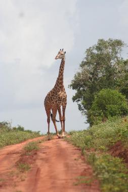Massai Mara, a Giraffe  crossing our way