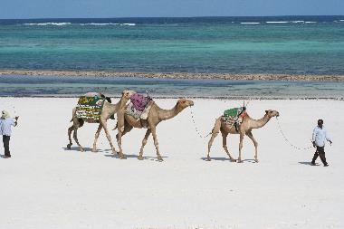 Villa Palmpark, Kamel riding on the beach 