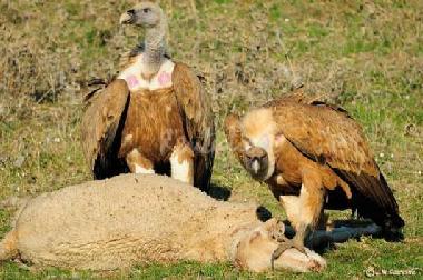 Abundant vultures