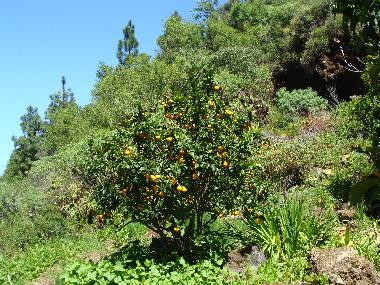Holiday House in Las Tricias (La Palma und El Hierro) or holiday homes and vacation rentals