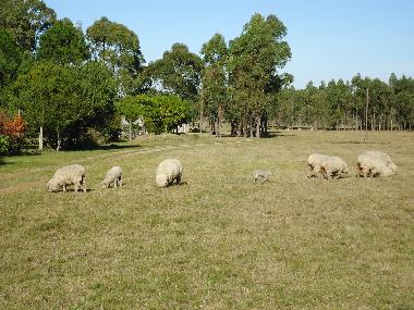 Chalet in Piedras de Afilar (Canelones) or holiday homes and vacation rentals